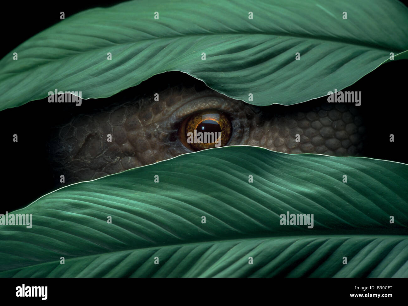 Concepts #  FL1150, Kitchin/Hurst ; Feuilles Reptiles Peeking Through Banque D'Images
