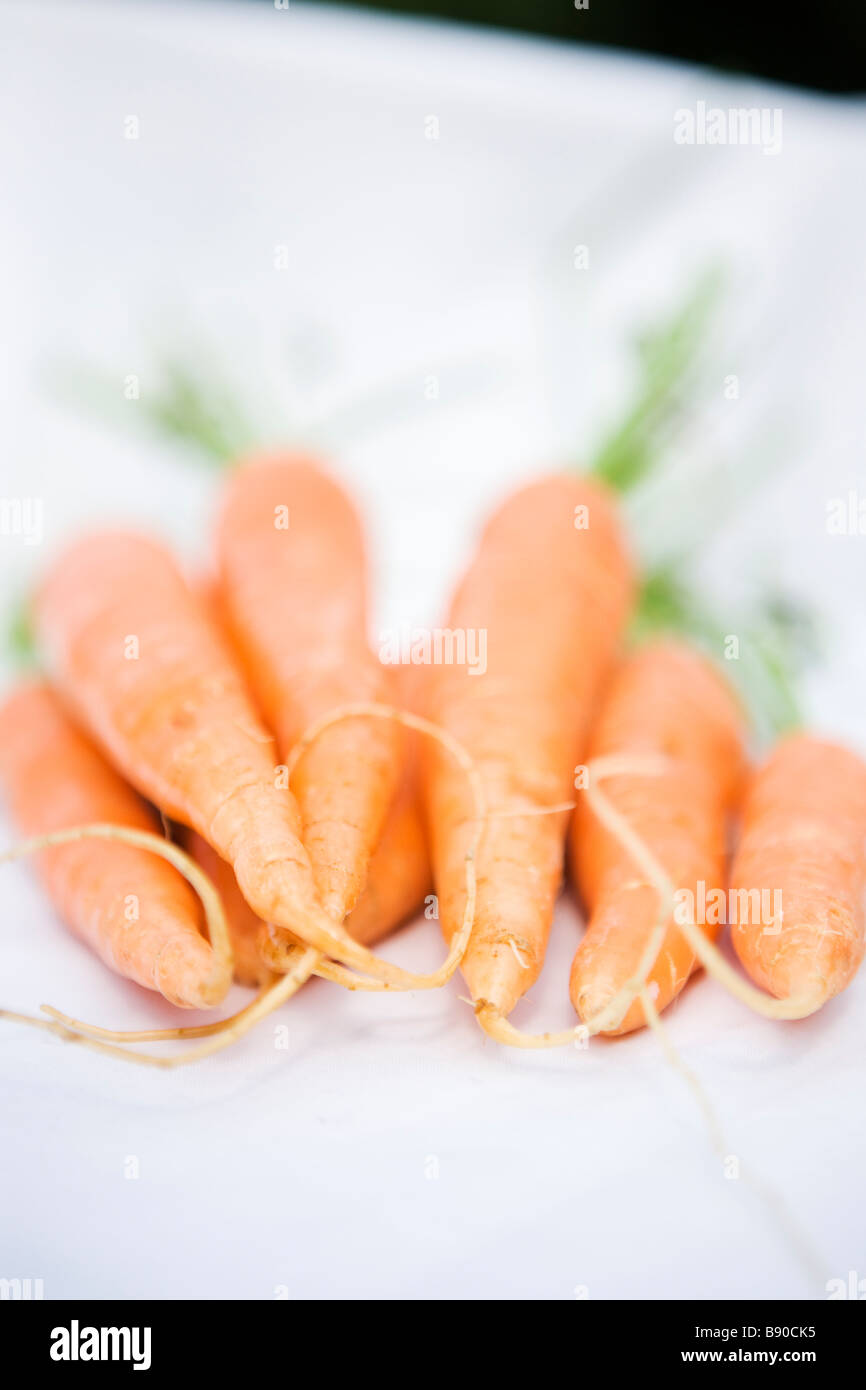 Les carottes de près. Banque D'Images