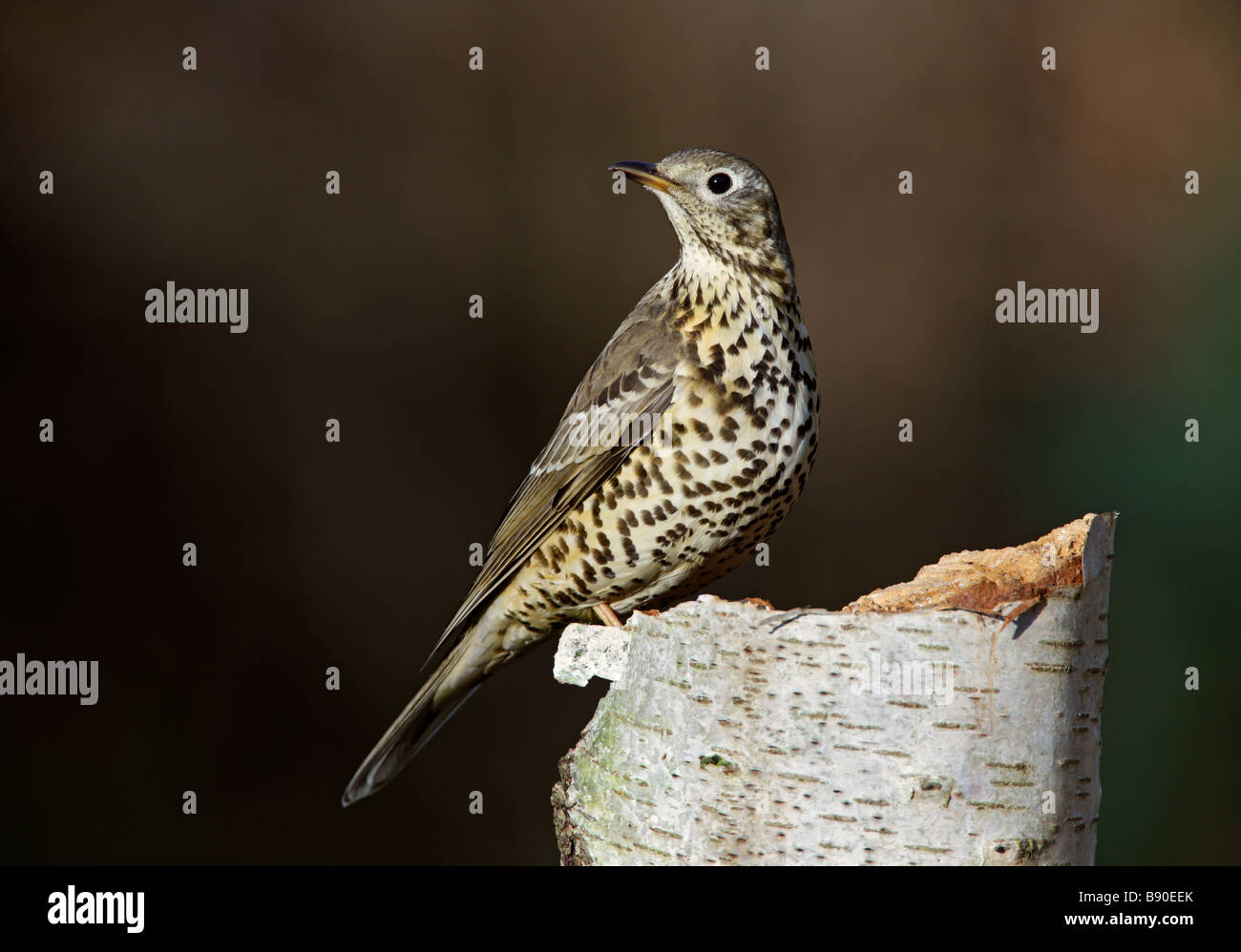 Mistle Thrush Turdus viscivorus Banque D'Images