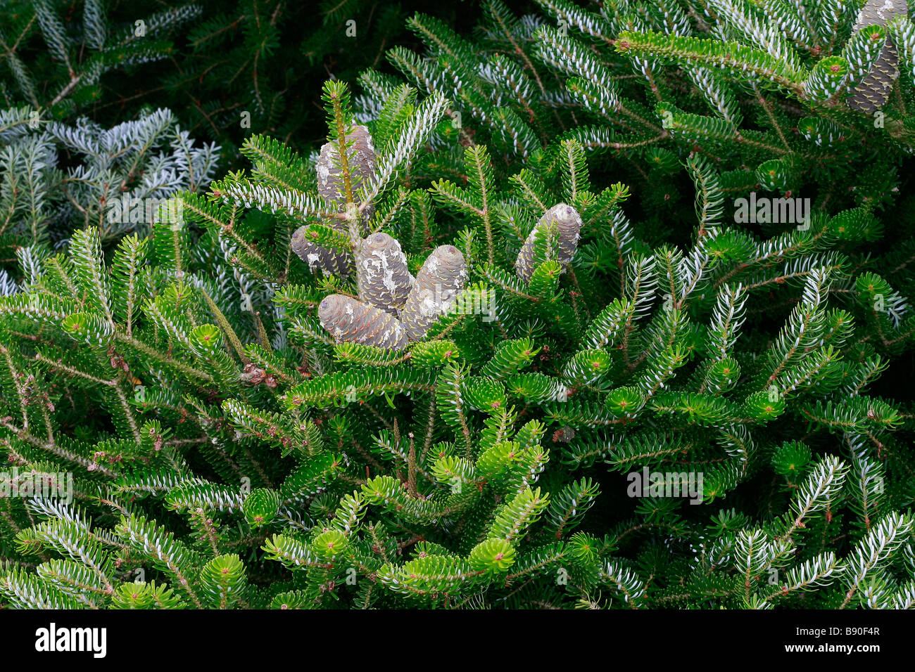 Abies koreana Silberlocke Banque D'Images