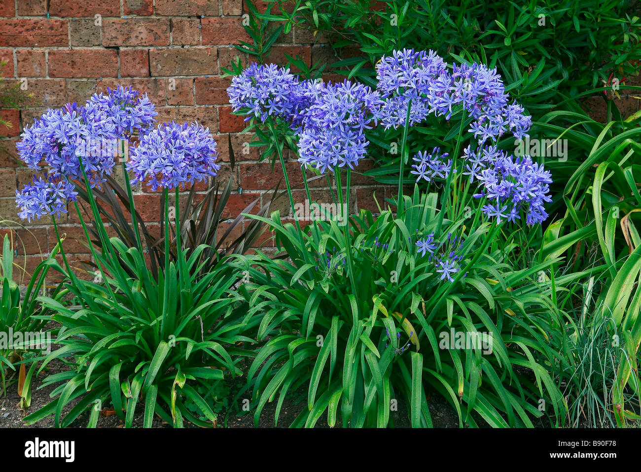 Agapanthus Blue Giant Photo Stock - Alamy