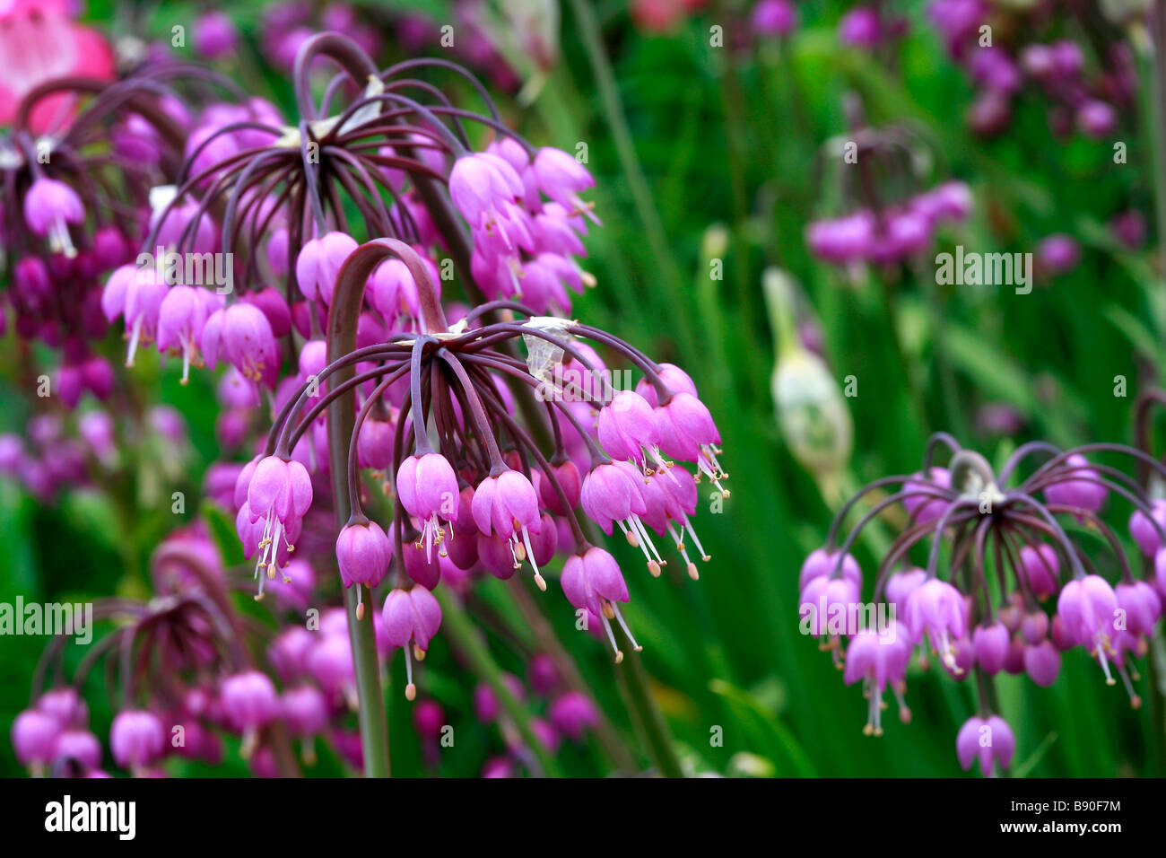 L'Allium cernuum Leo Banque D'Images