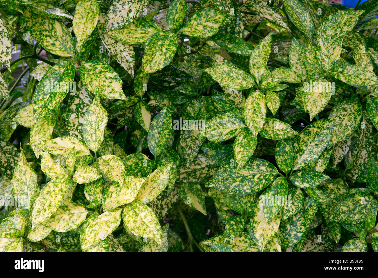 Aucuba japonica Crotonifolia Banque D'Images