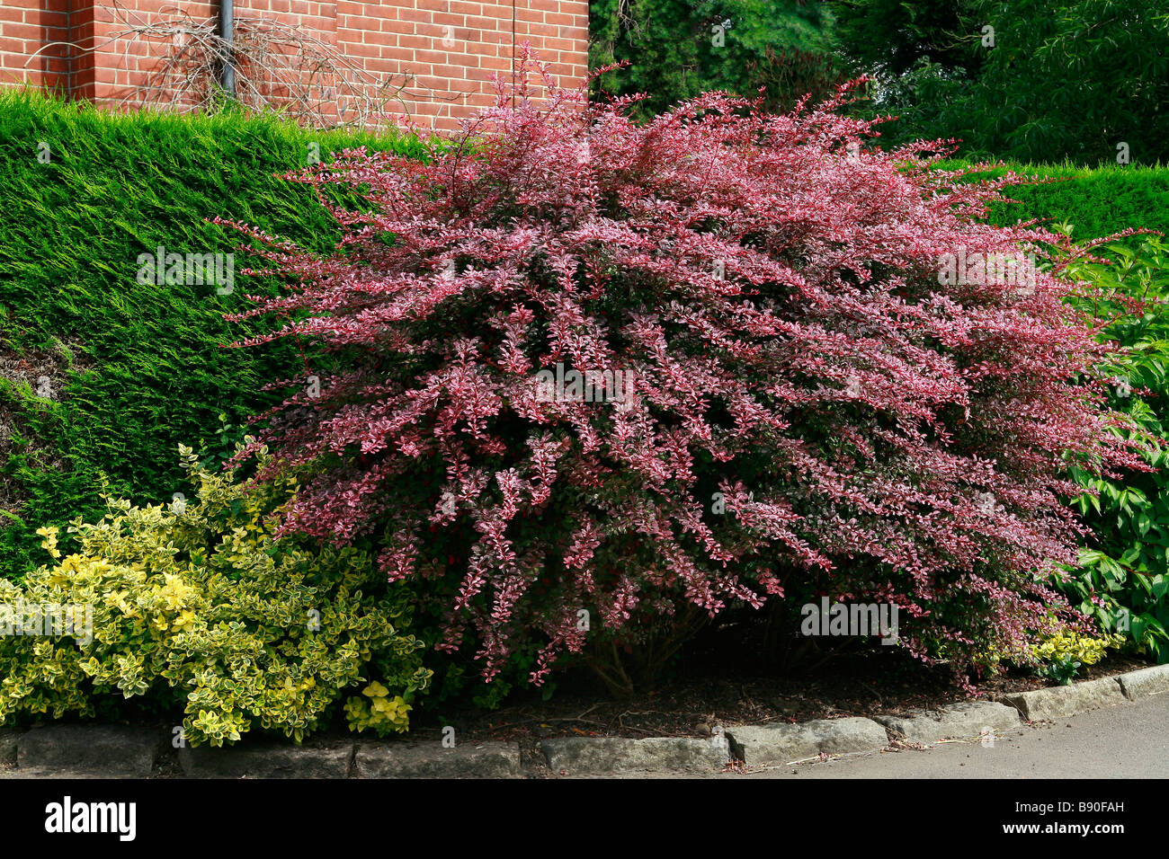 Berberis thumbergii Rose Glow Banque D'Images