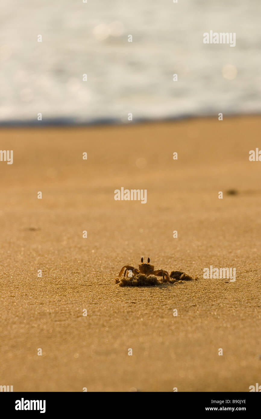 Sur la rive du crabe Banque D'Images