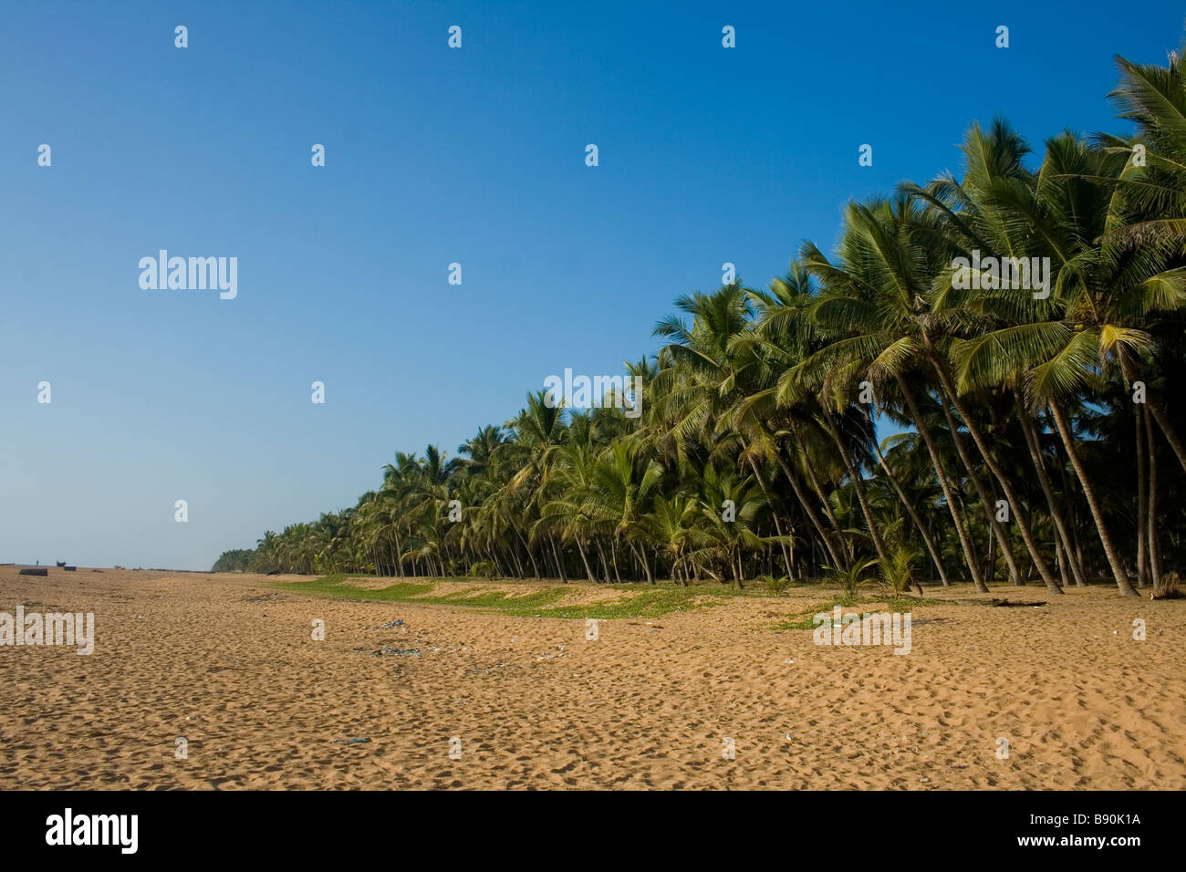 Cocotiers sur la rive Banque D'Images