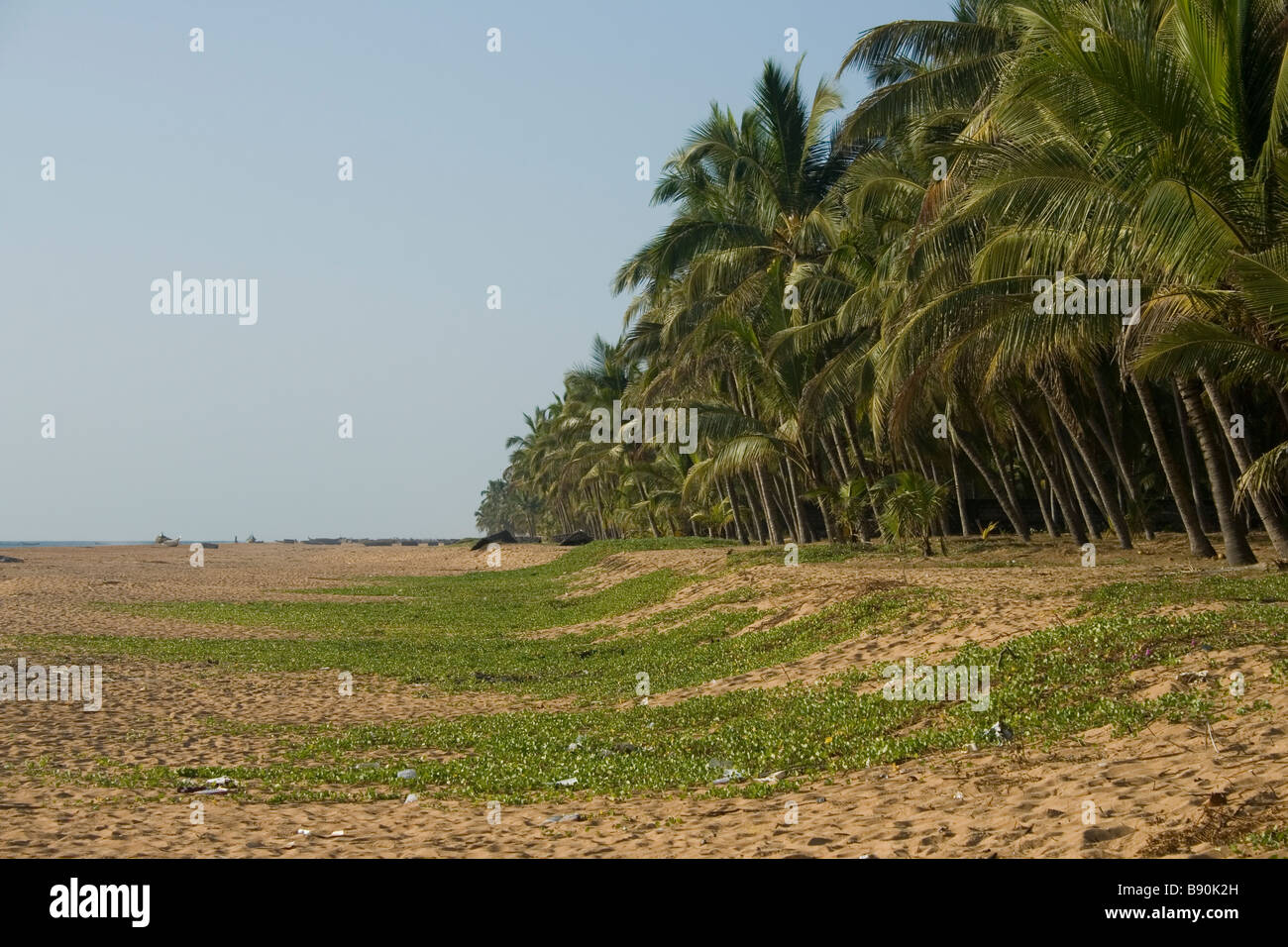 Cocotiers sur la rive Banque D'Images