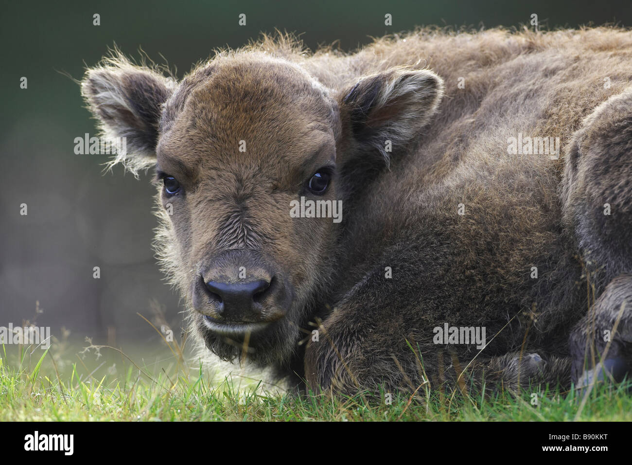 Bison d'Europe (Bison bonasus), jeune veau couché sur l'herbe, portrait Banque D'Images