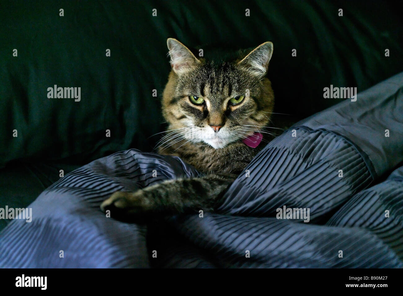 Chat dans le lit avec couette et draps noir Banque D'Images