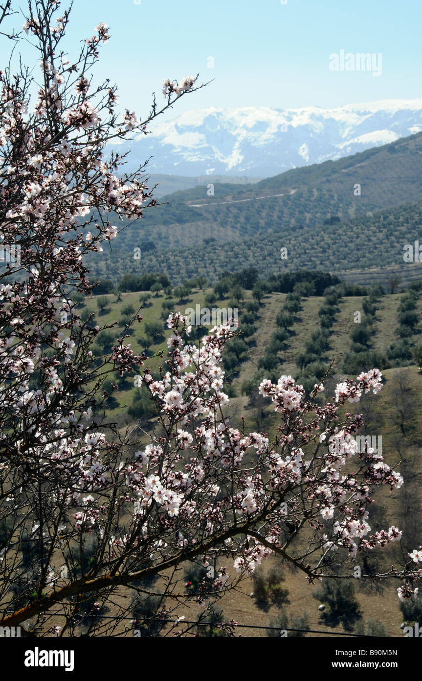 Une fleur d'amandier olive contre paysage agricole près de Alhama de Granada andalousie le sud de l'Espagne Sierra Tejeda Banque D'Images
