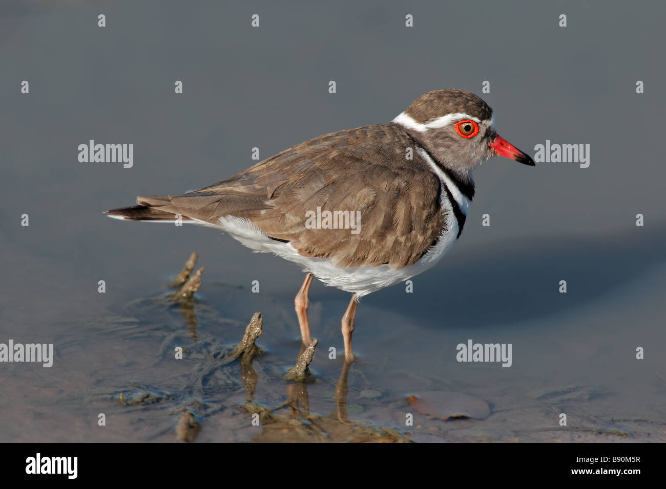 Threebanded Plover (Charadrius tricollaris) debout dans l'eau, Kruger National Park, Afrique du Sud Banque D'Images