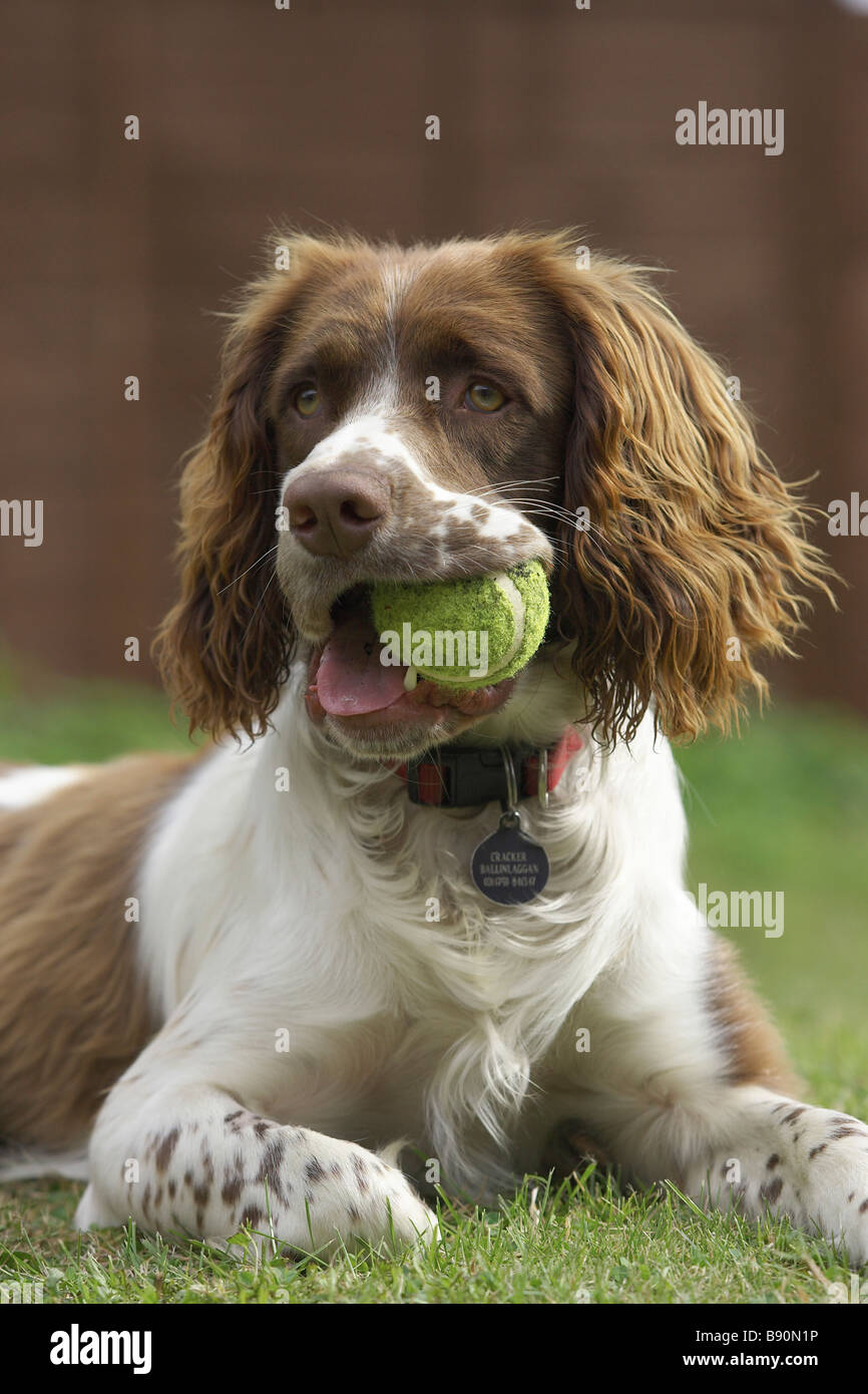 English SPRINGER SPANIEL (Canis lupus familiaris) avec balle de tennis dans la bouche Banque D'Images