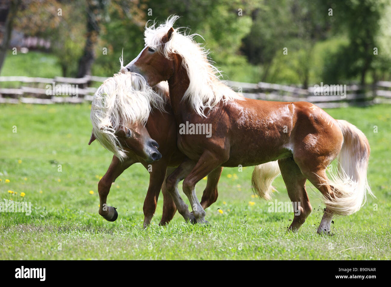 Deux jeunes chevaux Haflinger - lutte contre Banque D'Images