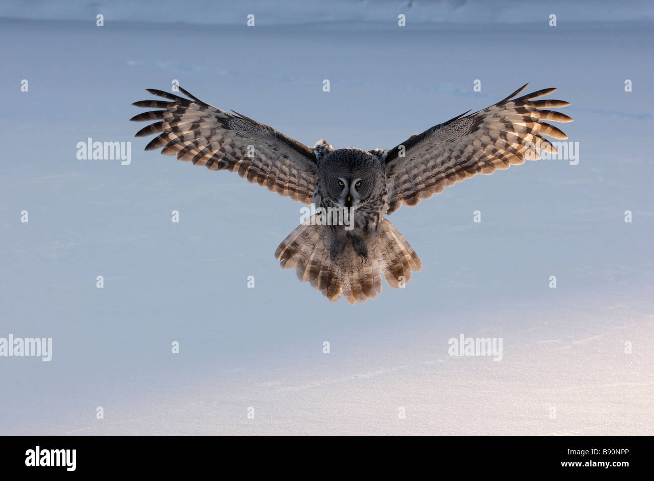 Chouette lapone Strix nebulosa Finlande hiver Banque D'Images