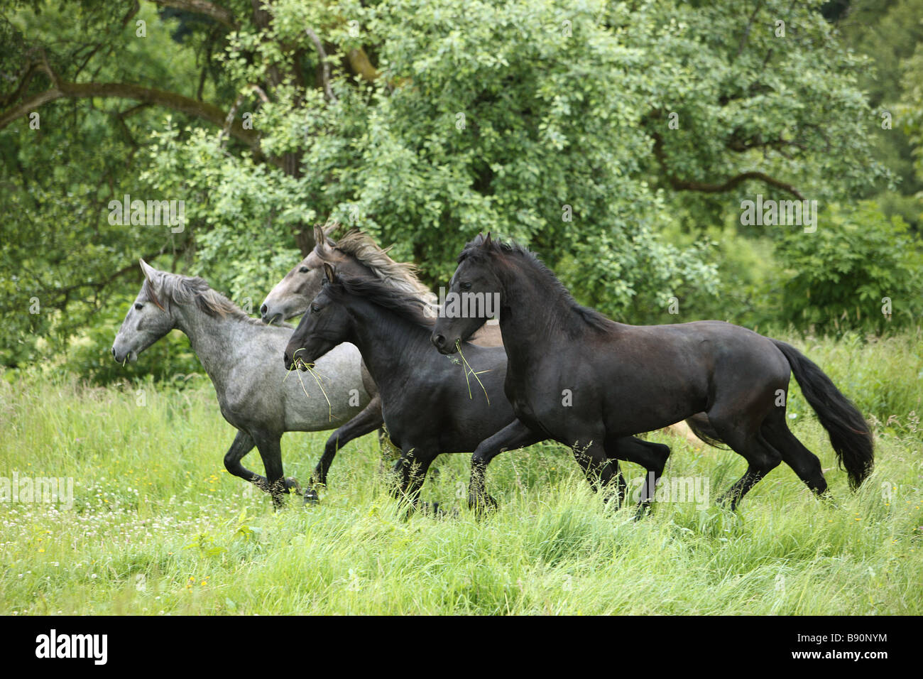 Friesan cheval , deux chevaux andalous et Pure Race Espagnole horse Banque D'Images