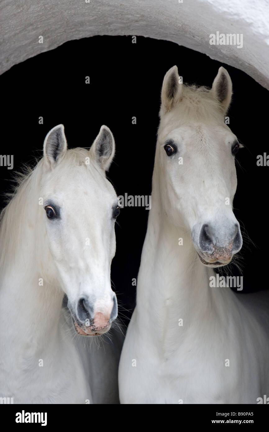 Deux chevaux Lipizzan - portrait Banque D'Images