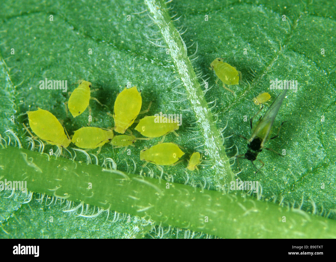 Nasturtium aphid Aphis nasturtii alate et sans wingless adultes et juvéniles Banque D'Images