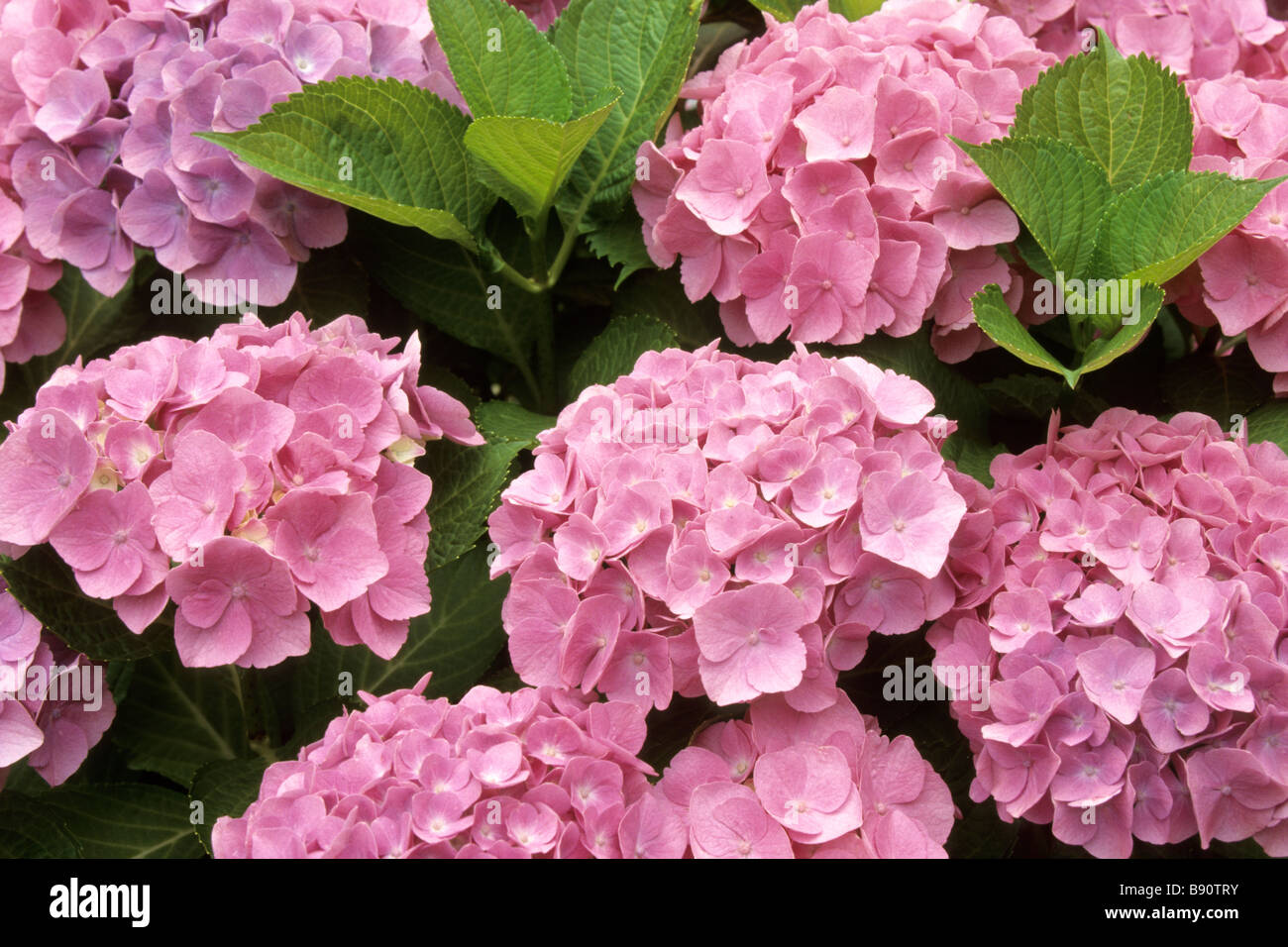 Hortensia, Hydrangea commun (Hydrangea macrophylla), fleurs et feuilles  rose Photo Stock - Alamy