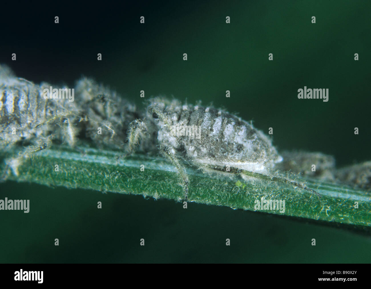Aiguille de pin gris Schizolachnus pineti pucerons sur l'aiguille de pin sylvestre Banque D'Images