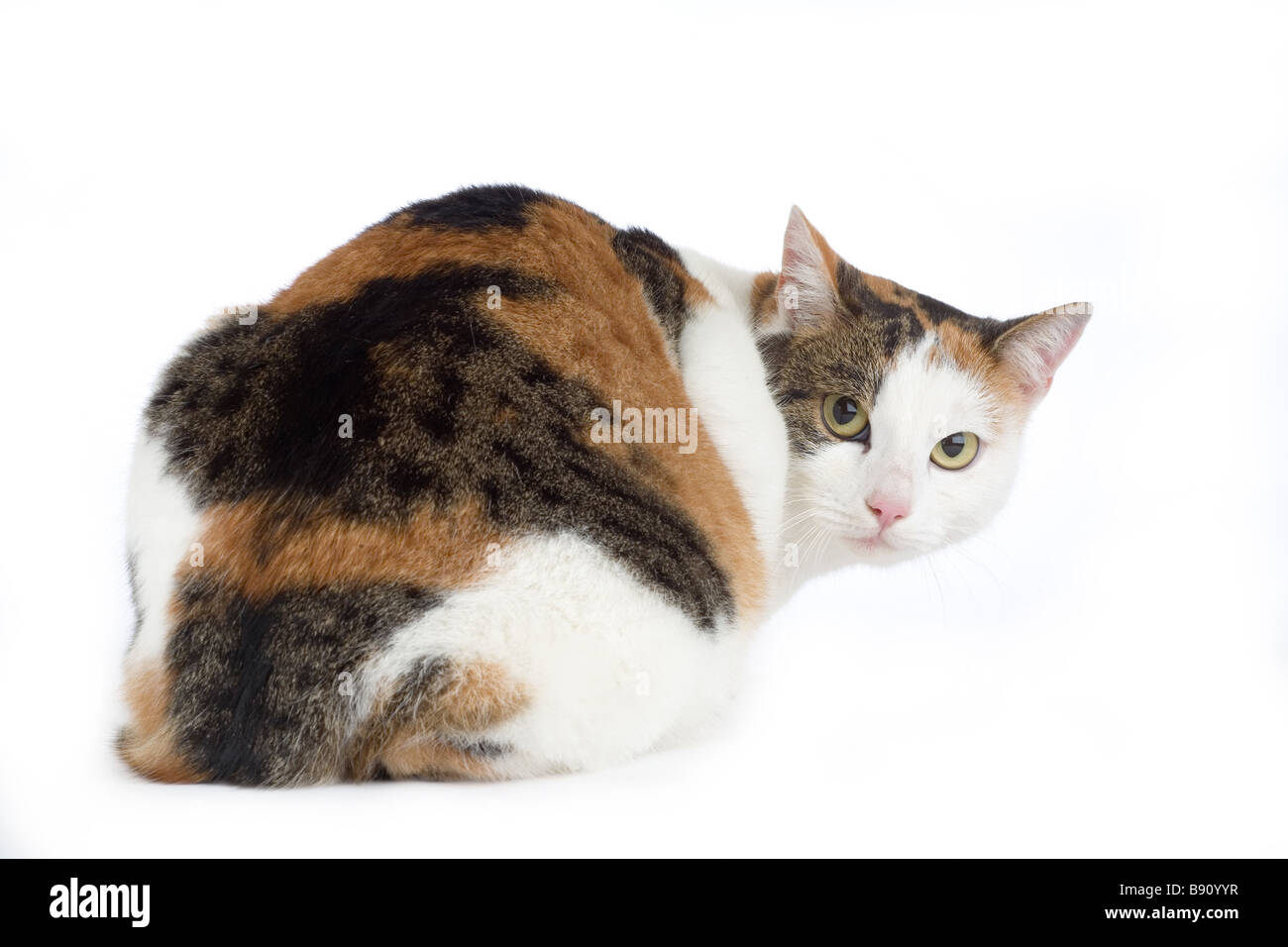 Isolées félin tacheté Banque D'Images