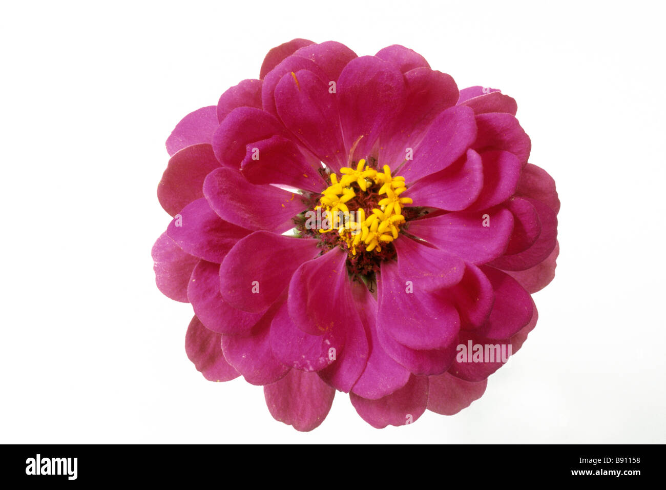 Les jeunes-et-old-age (Zinnia elegans), variété : Liliput, fleur, studio photo Banque D'Images