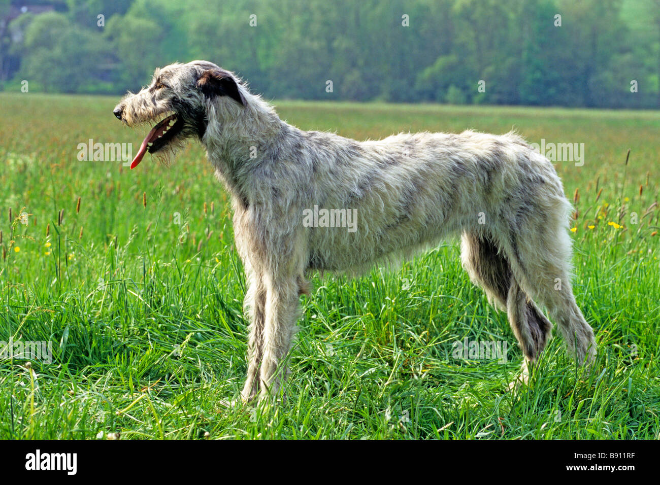 Irish Wolfhound (Canis lupus familiaris). debout. Race La plus haute au  monde Photo Stock - Alamy