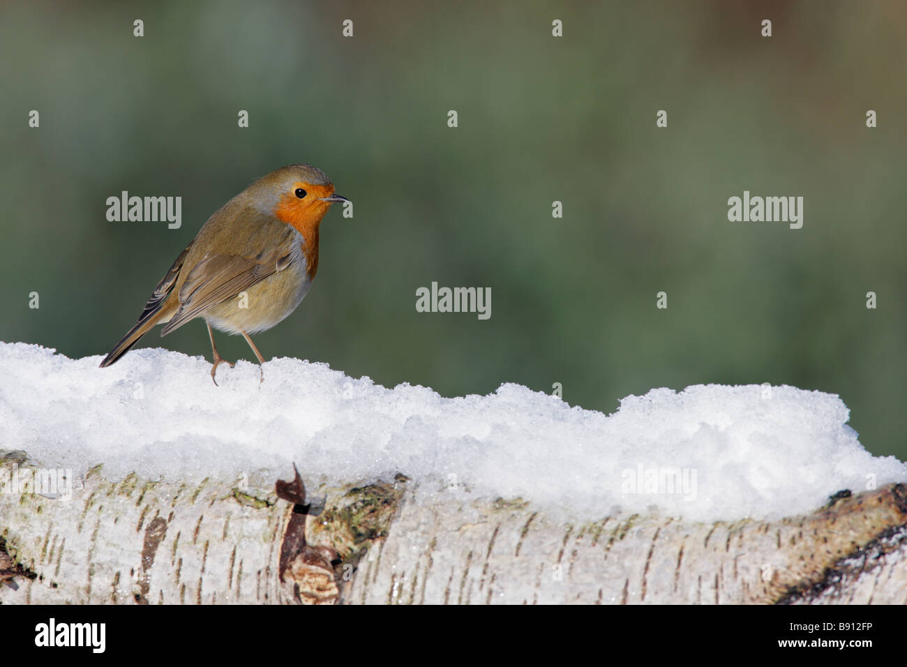 Erithacus rubecula aux abords dans la neige Banque D'Images