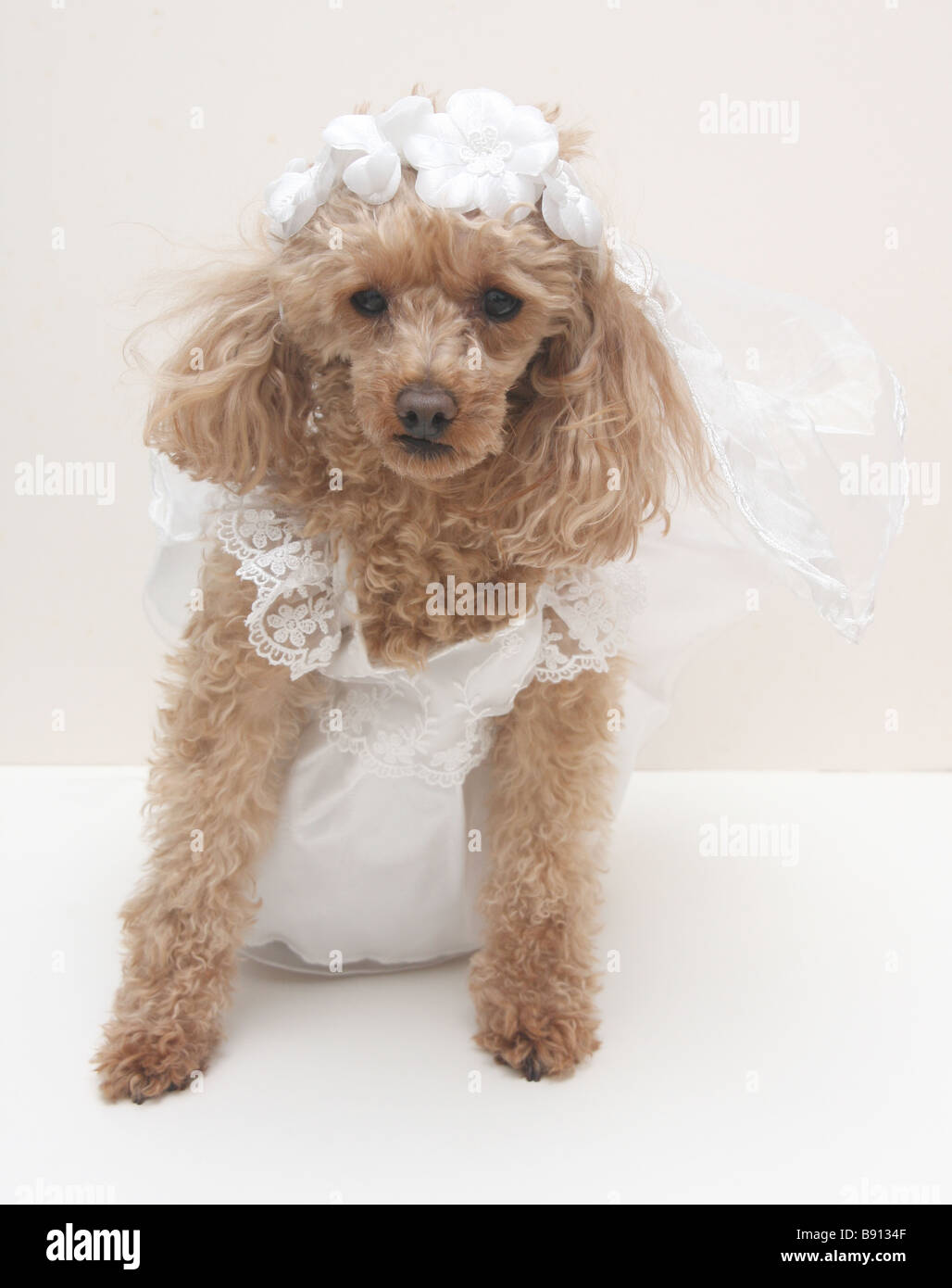Un chien vêtu d'une robe de Banque D'Images