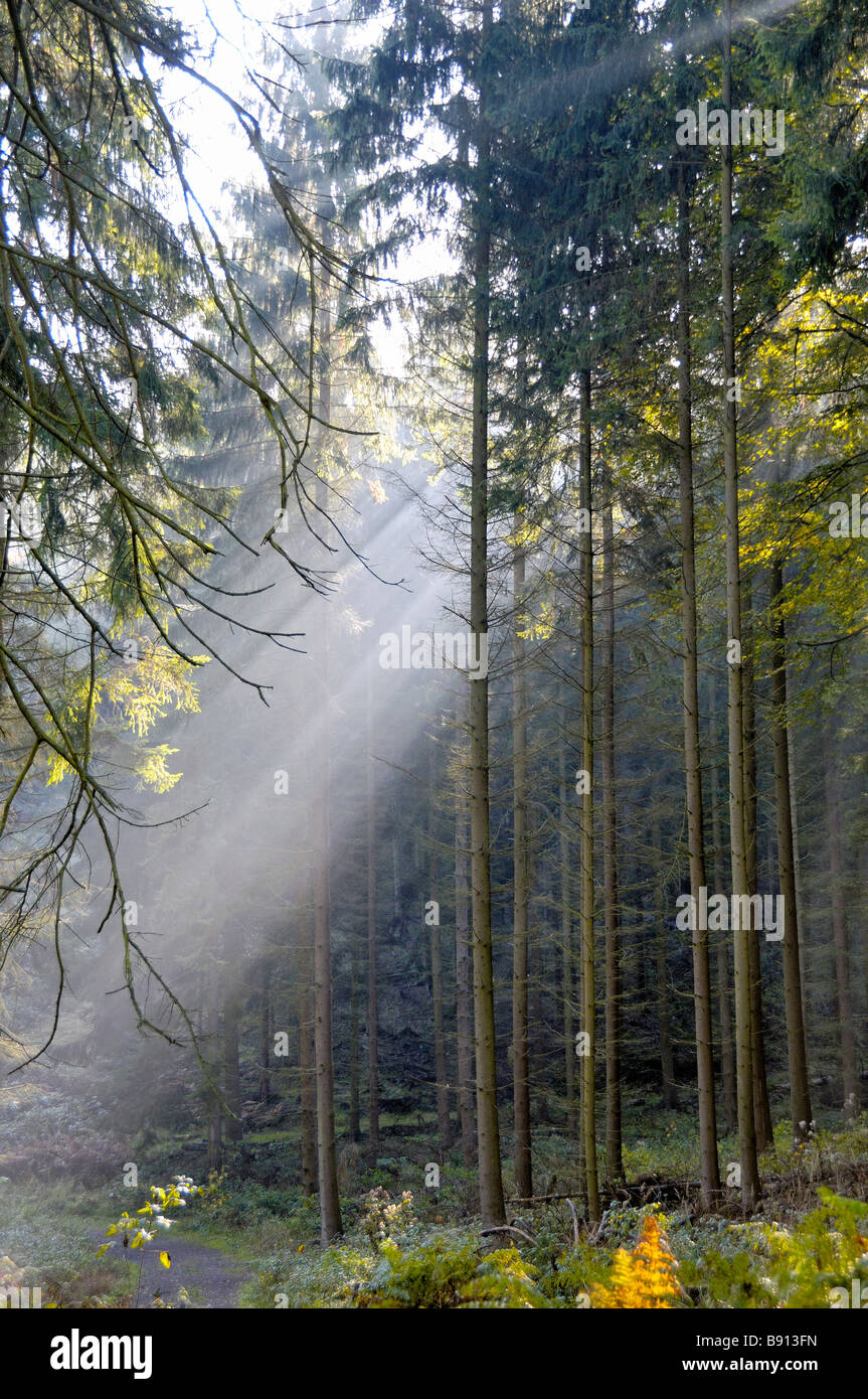 Rayons de soleil tôt le matin à travers les épicéas dans Karlsbrunn streaming Allemagne Banque D'Images