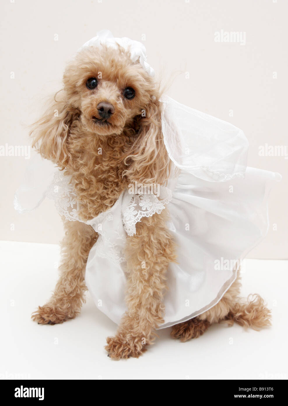 Un chien vêtu d'une robe de Banque D'Images