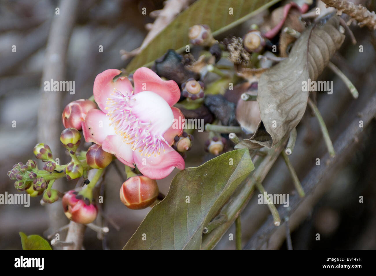 Fleur exotique dans le Wat Phra Singh, Chiang Rai, Thaïlande Banque D'Images