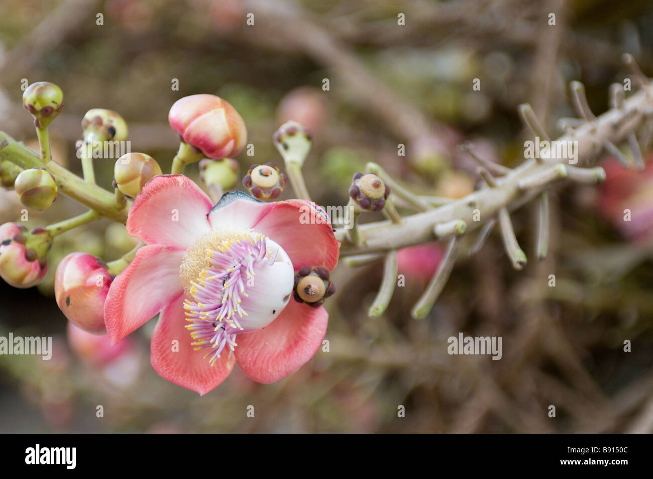 Fleur exotique dans le Wat Phra Singh, Chiang Rai, Thaïlande Banque D'Images
