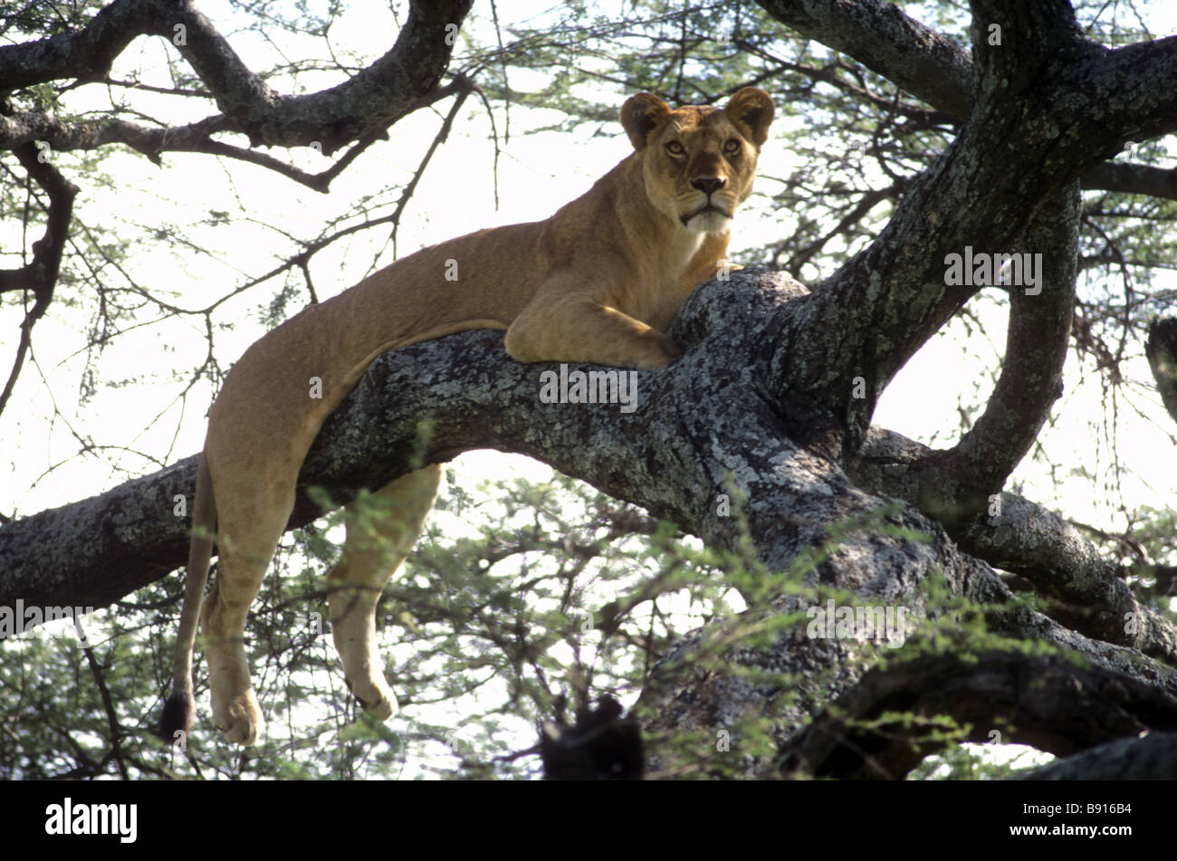 Repos lionne élevée dans les branches d'un acacia Parc National de Serengeti Tanzanie Afrique de l'Est Banque D'Images
