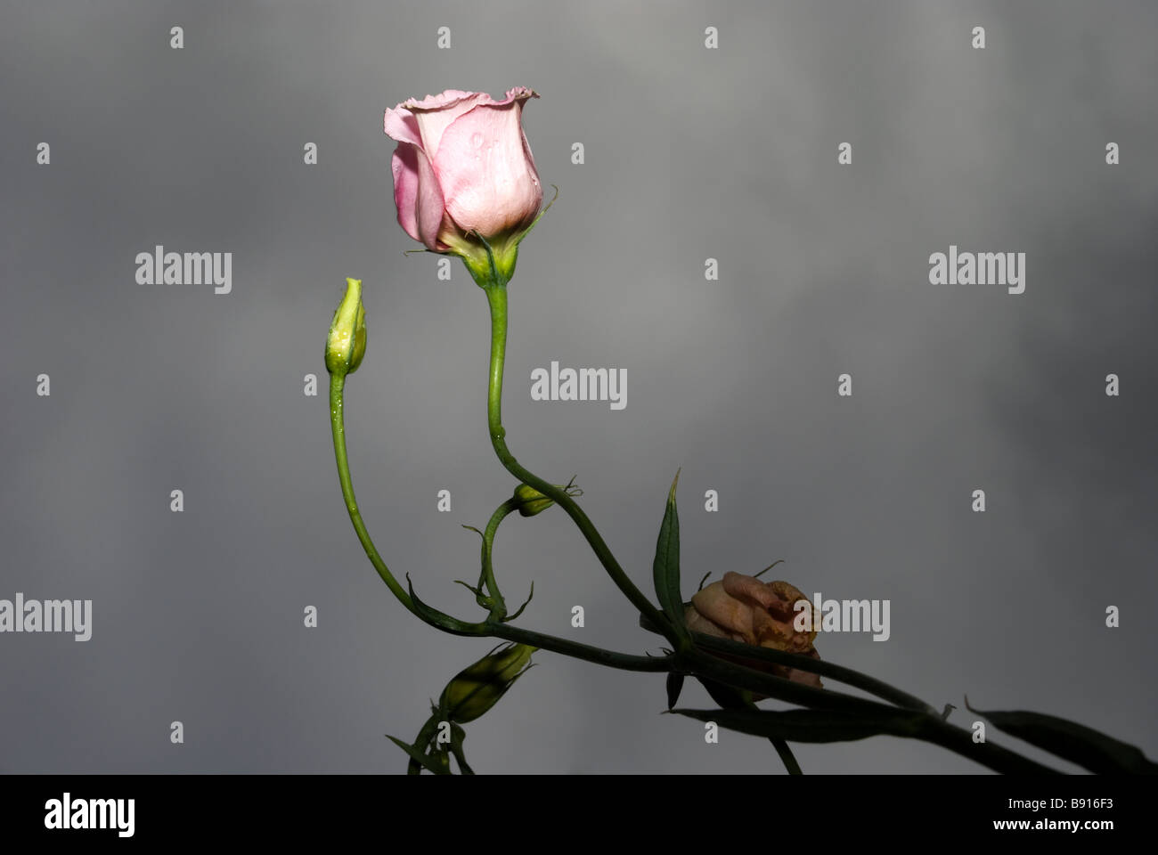 Lisianthus 1 Banque D'Images