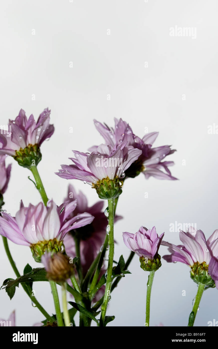 Chrysanthème 3 pulvérisation Banque D'Images