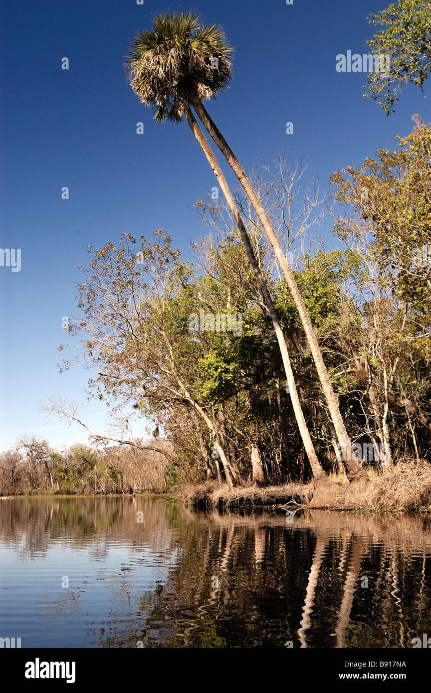 Arbres surplombent la rivière St John s près de Blue Spring State Park en Floride Banque D'Images