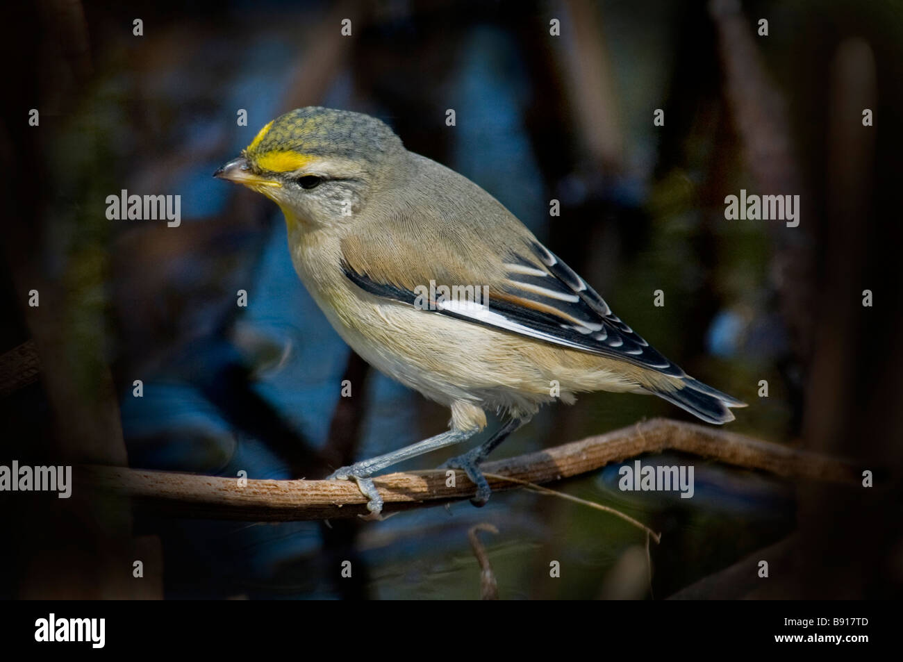 Pardalote strié 'Pardalotus striatus' Banque D'Images