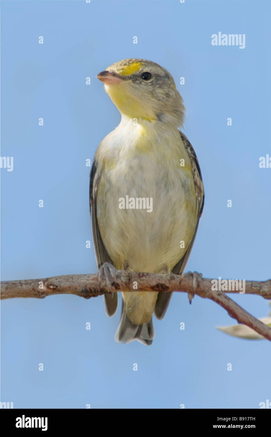 Pardalote strié 'Pardalotus striatus' Banque D'Images