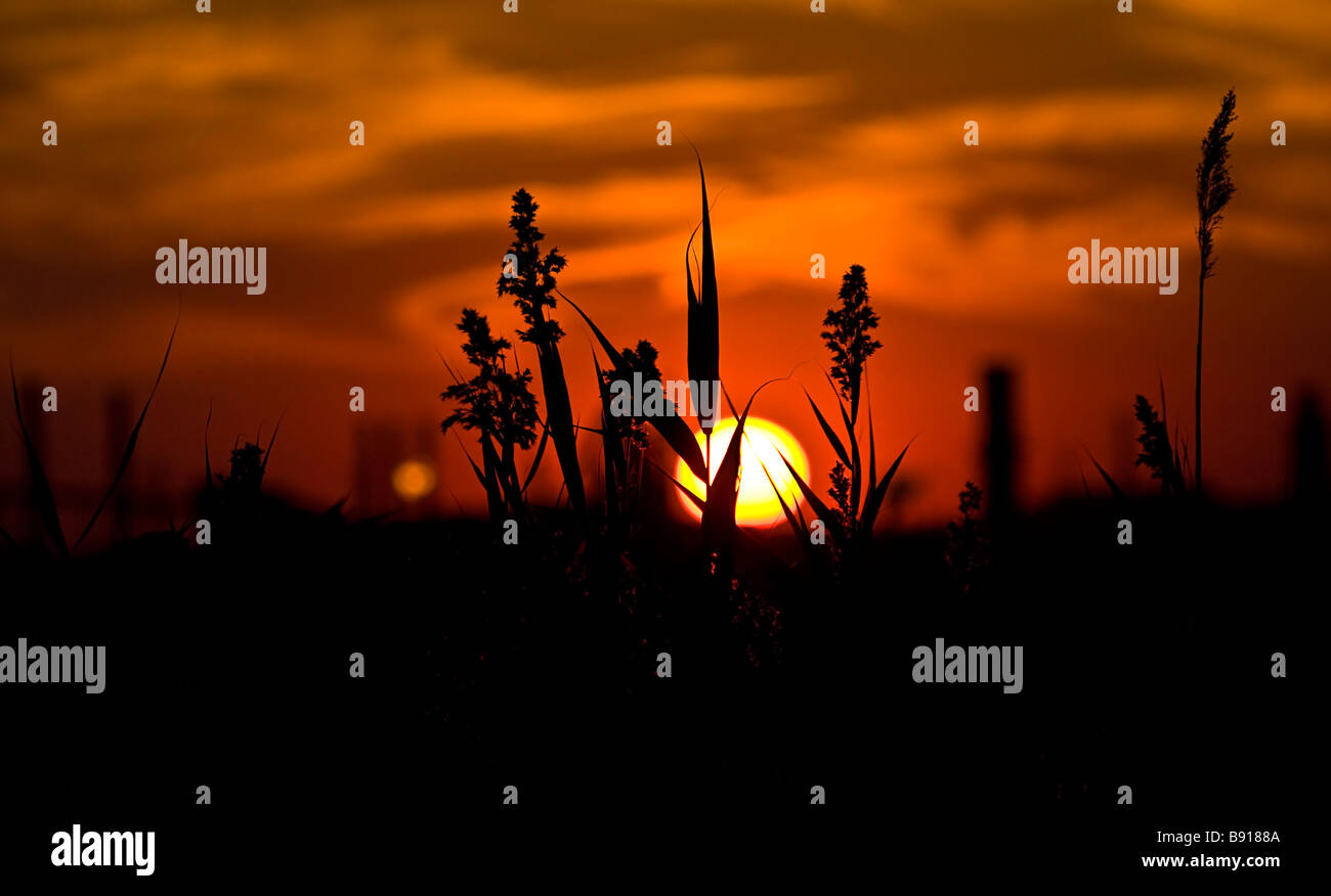 Coucher du soleil à travers un champ d'herbe haute Banque D'Images