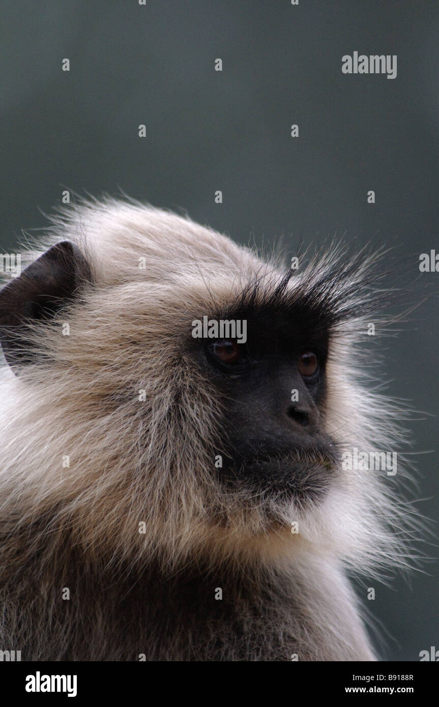Un portrait de la Langur Hanuman animaux singe Semnopithèque dans le parc national de Ranthambore Inida Banque D'Images