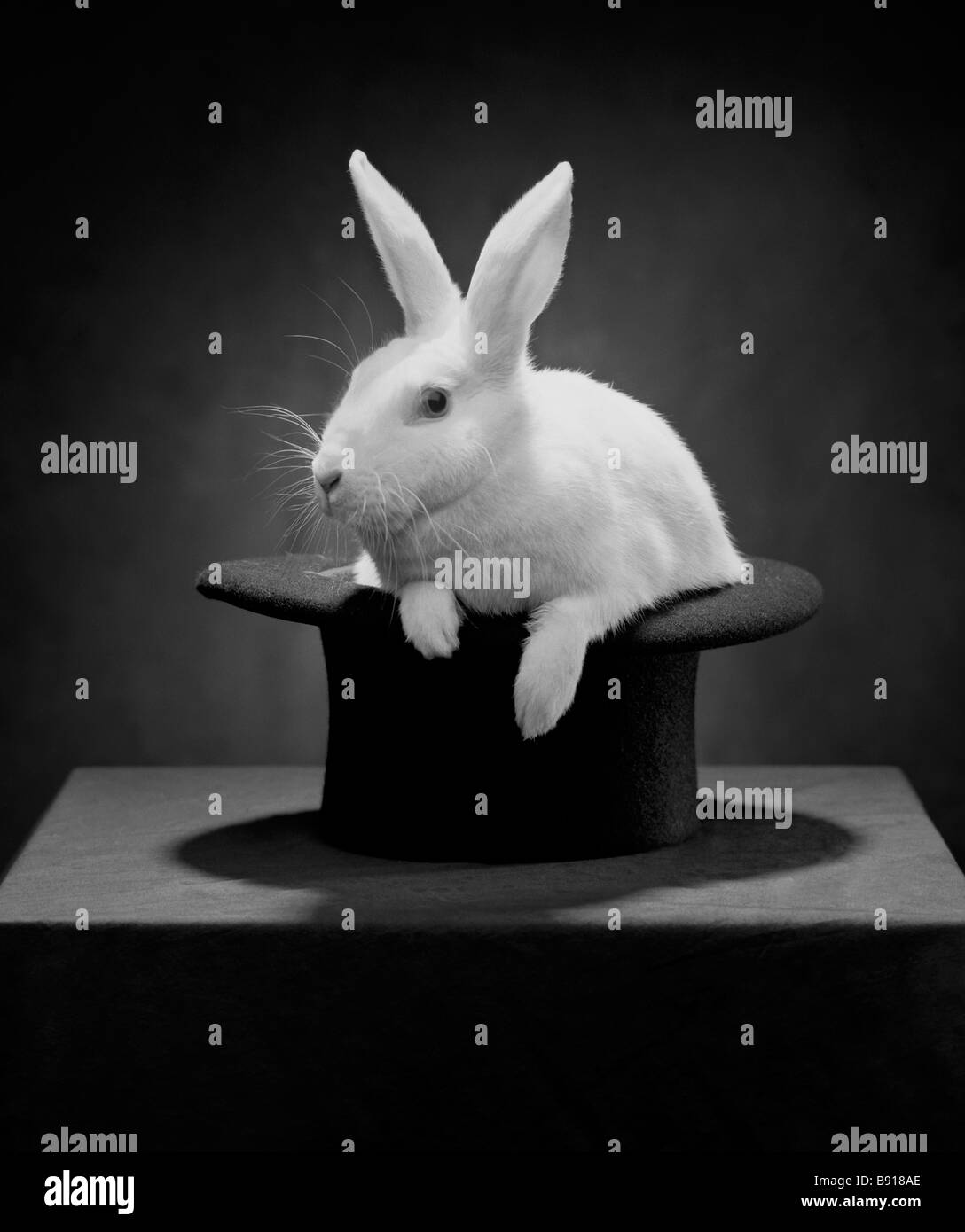 Lapin dans un chapeau Banque D'Images