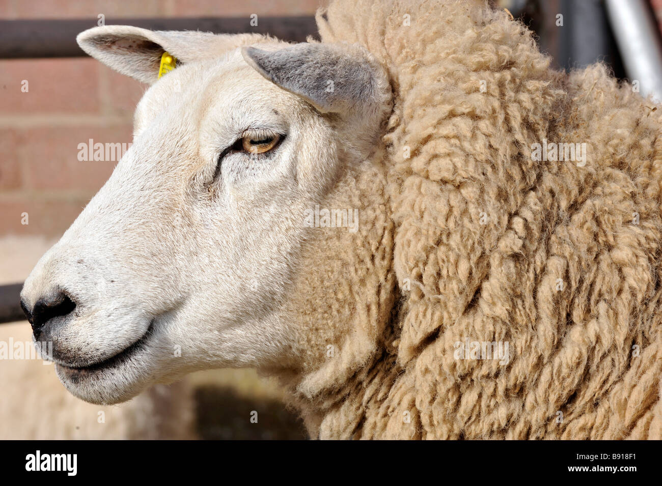 Gros plan d'une tête de brebis Texel Photo Stock - Alamy