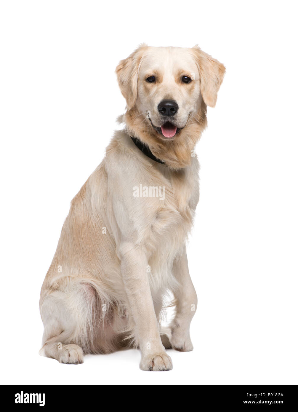 Golden Retriever 1 ans devant un fond blanc Banque D'Images