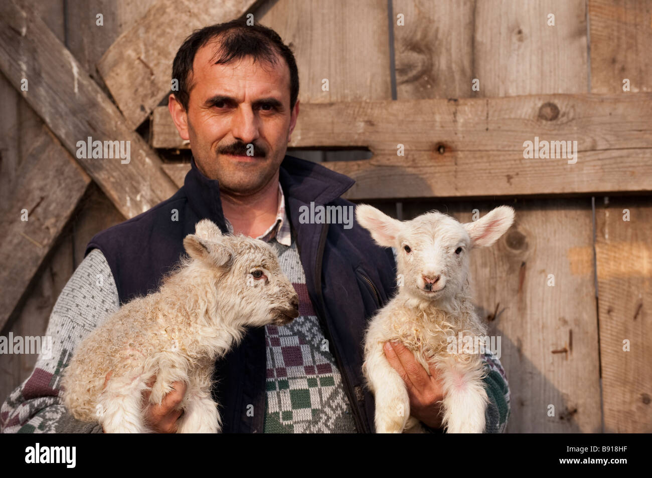 Farmer holding roumain une paire de jeunes agneaux Banque D'Images