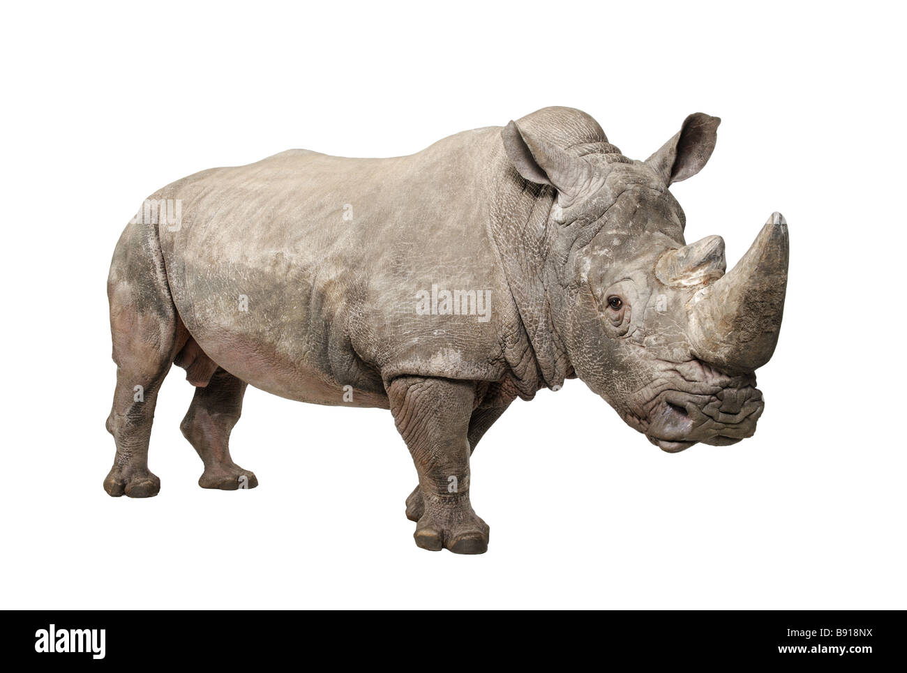 Rhinocéros blanc ou Square lipped rhinoceros Ceratotherium simum 10 ans devant un fond blanc Banque D'Images