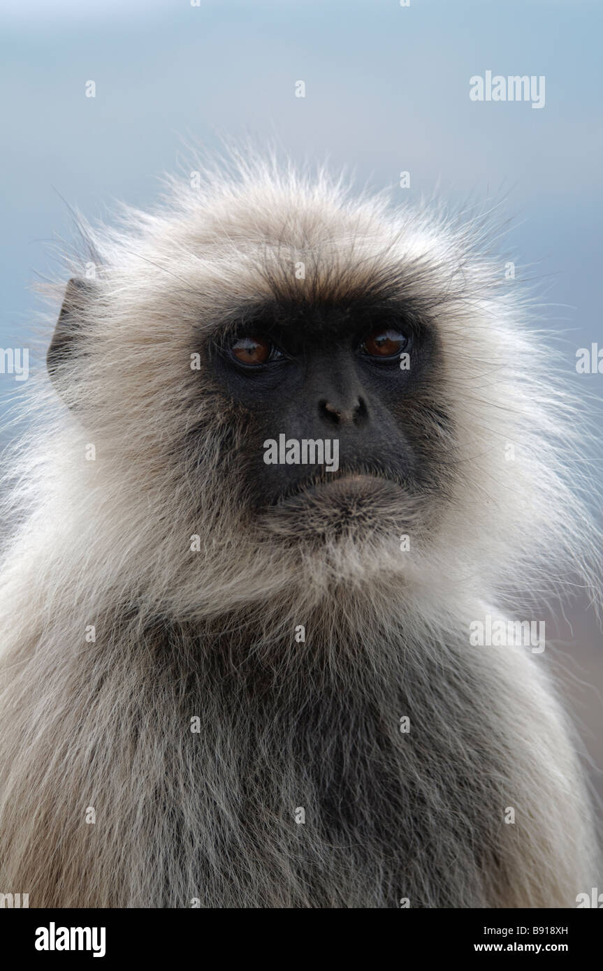 Un portrait de la Langur Hanuman animaux singe Semnopithèque dans le parc national de Ranthambore Inida Banque D'Images