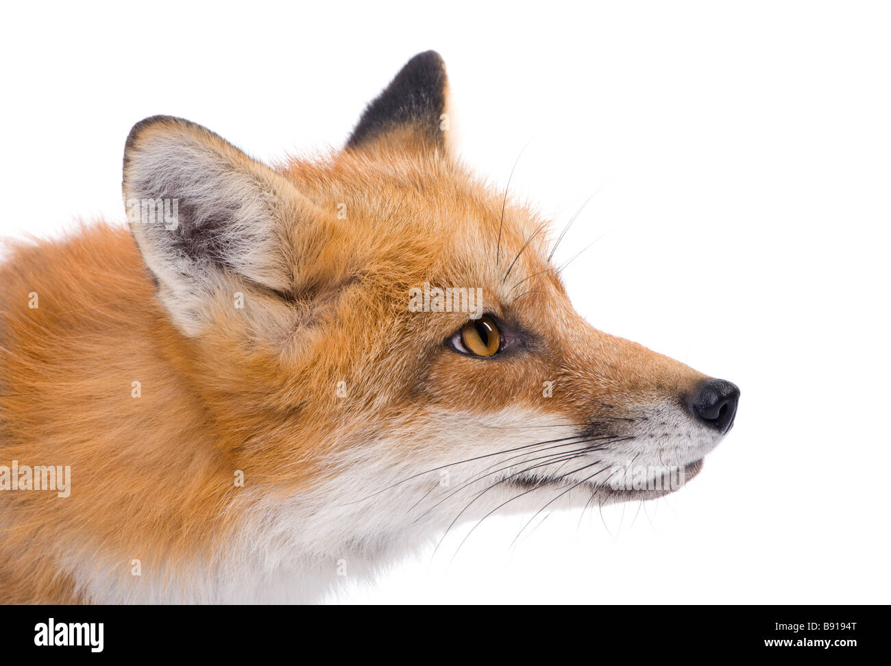 Le renard roux Vulpes vulpes 4 ans devant un fond blanc Banque D'Images