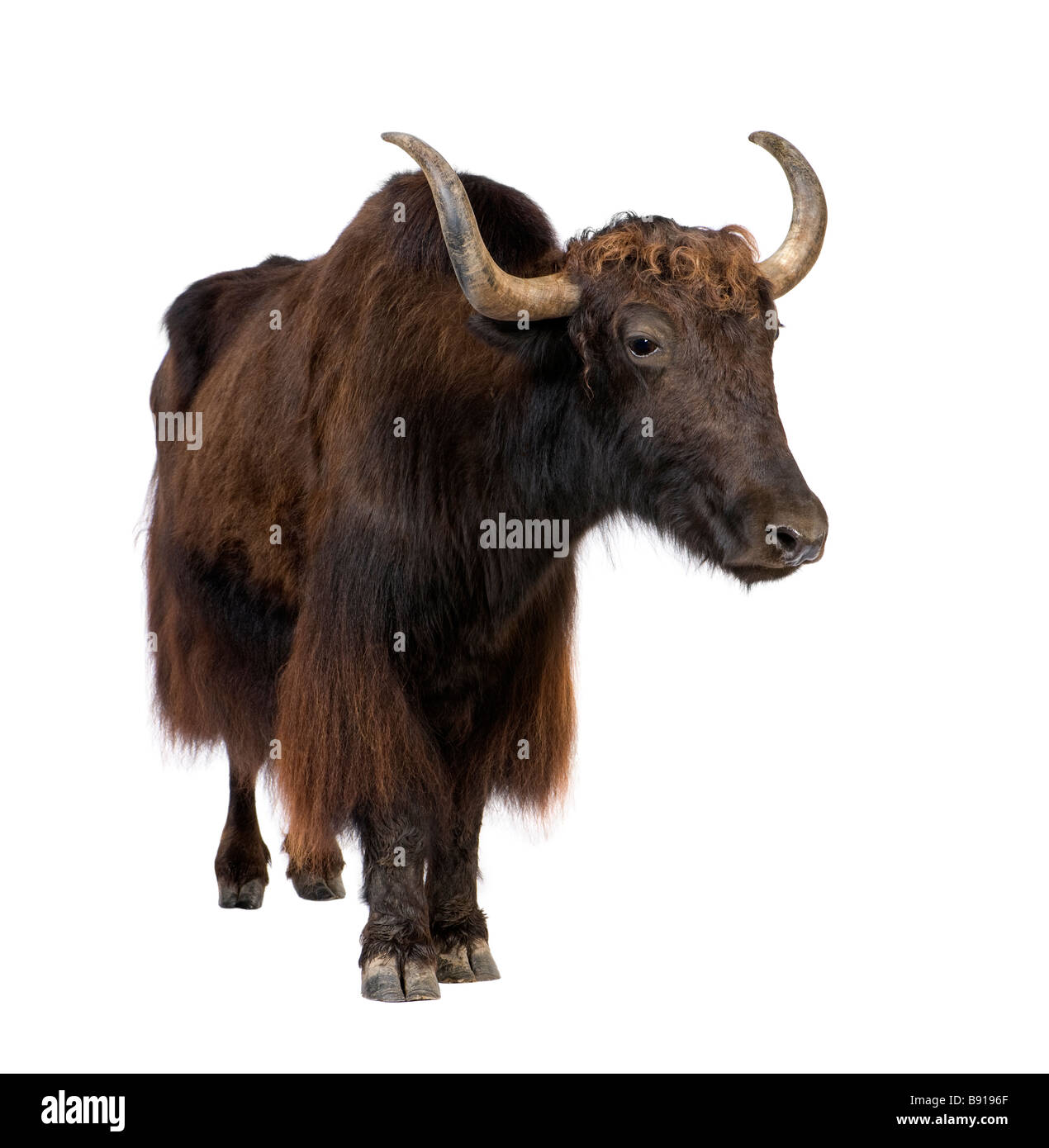 Yak devant un fond blanc Banque D'Images