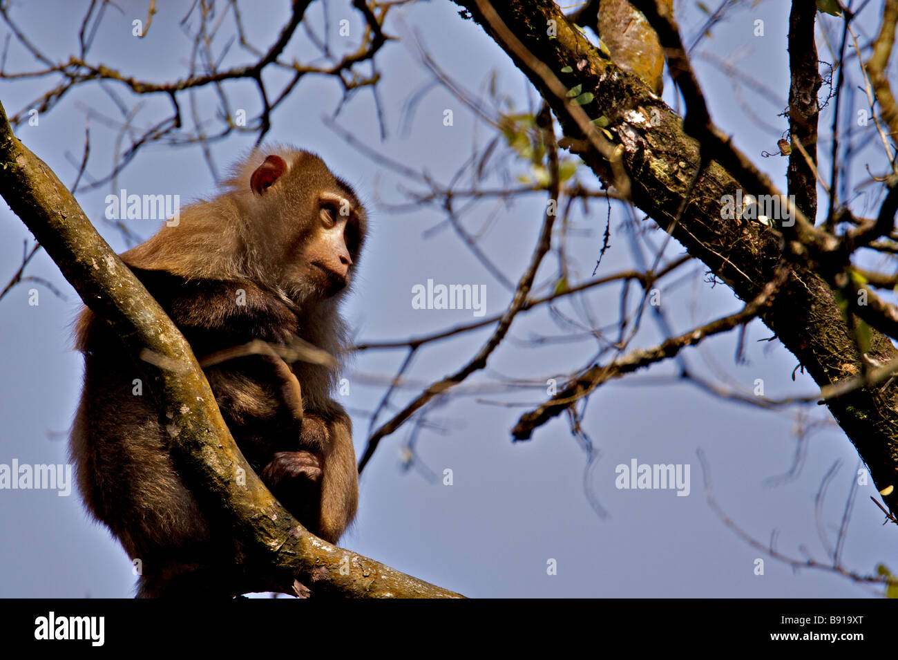 Macaque Macaca nemestrina cochon dans une forêt dans le nord-est de l'état indien de l'Assam Banque D'Images