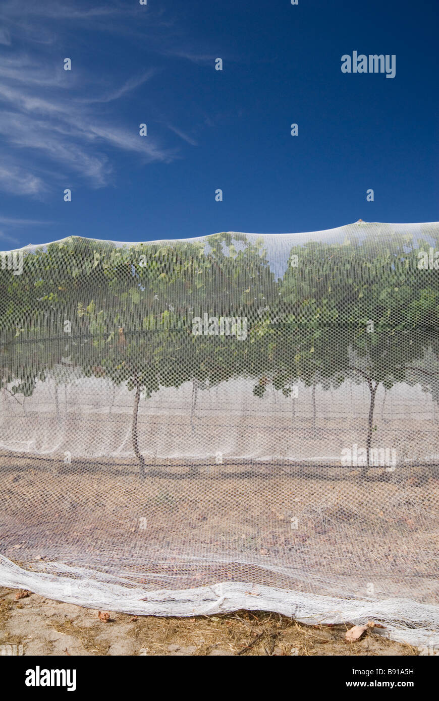 Vignes du vignoble sous un régime de protection des filets d'oiseaux, dans l'ouest de l'Australie Banque D'Images